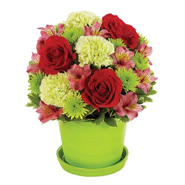 Sorbet Blooms