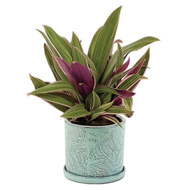 Rhoeo Potted Plant